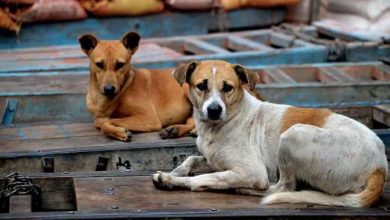 Photo of एलडीए सीजी सिटी में बनाएगा प्रदेश का पहला डाॅग पार्क